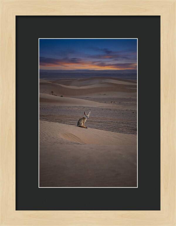 Fennec Fox In The Desert