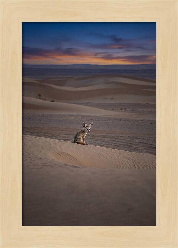 Fennec Fox In The Desert