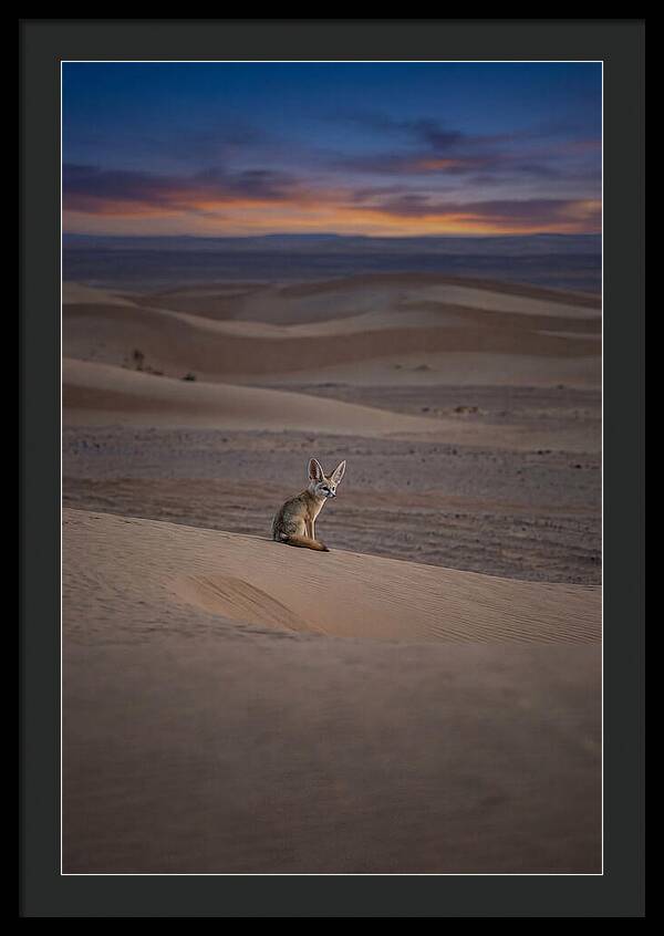 Fennec Fox In The Desert