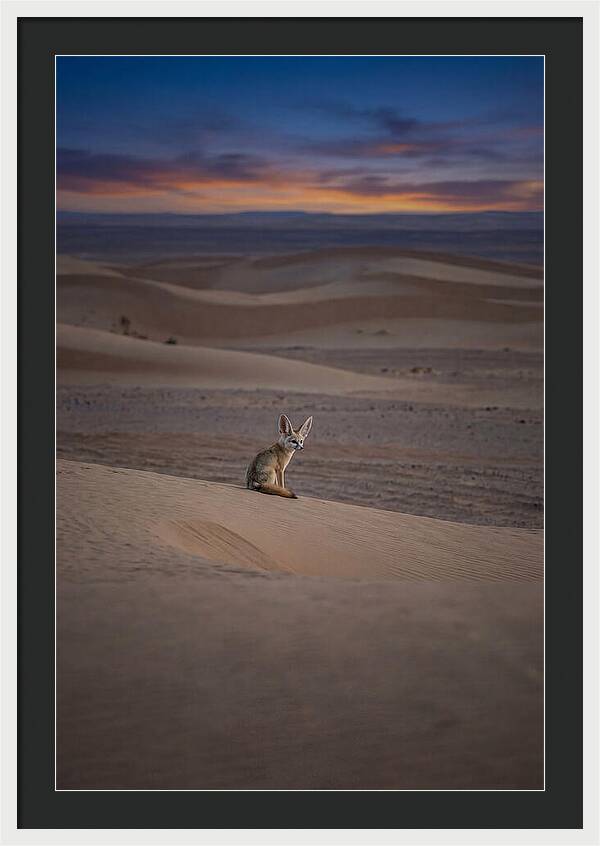 Fennec Fox In The Desert