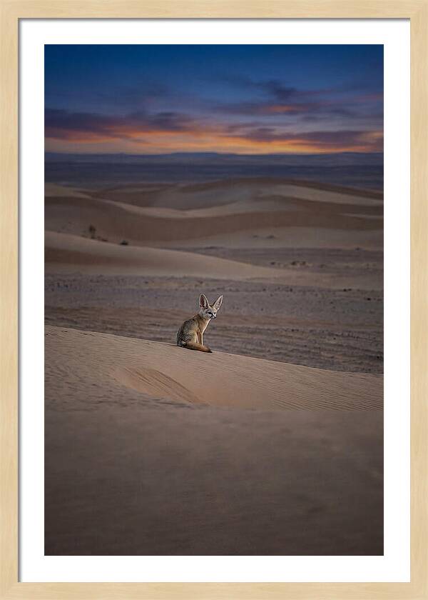 Fennec Fox In The Desert