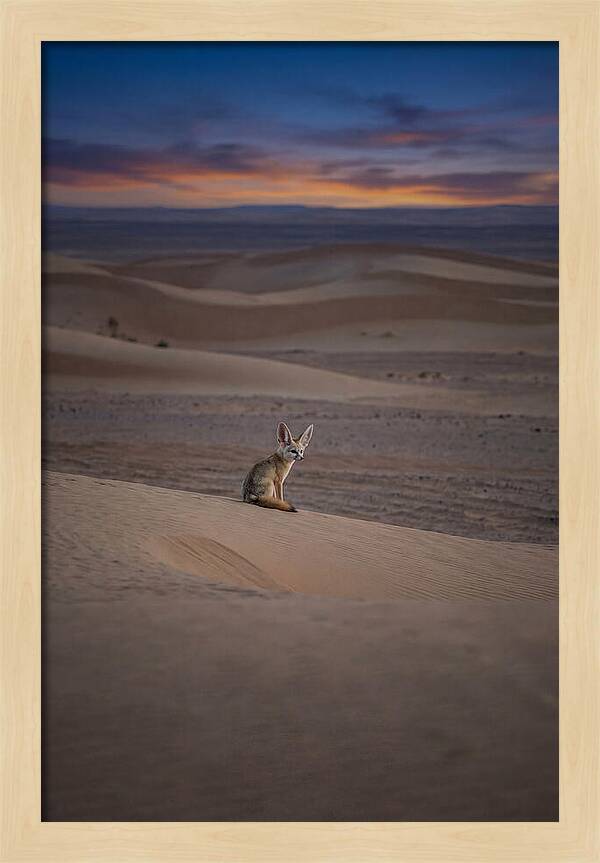 Fennec Fox In The Desert