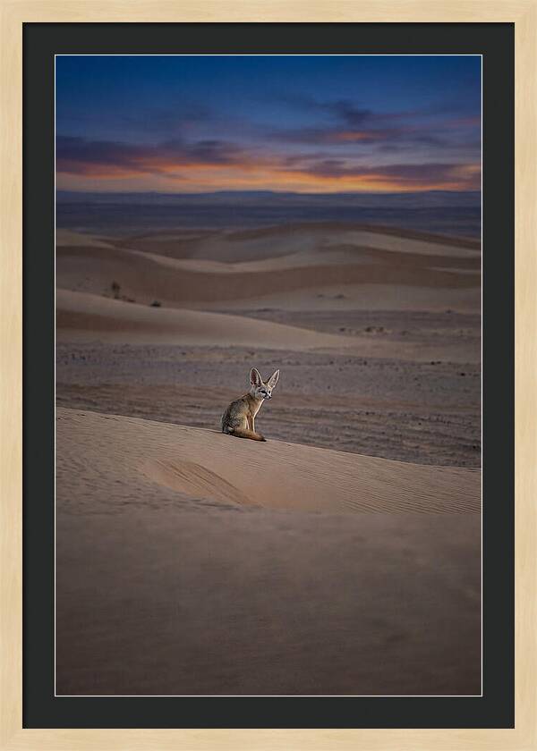 Fennec Fox In The Desert