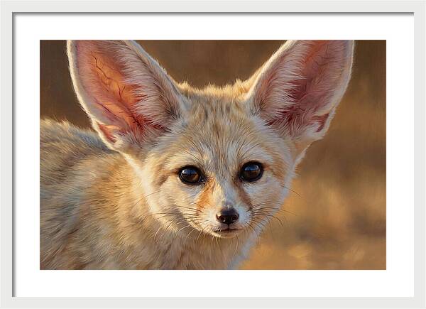 Fennec Fox Portrait