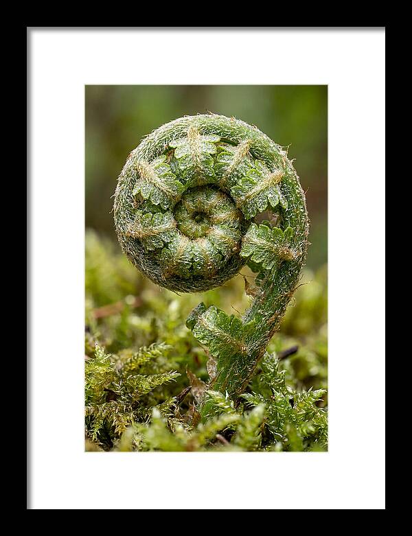 Fern Frond Unfurling