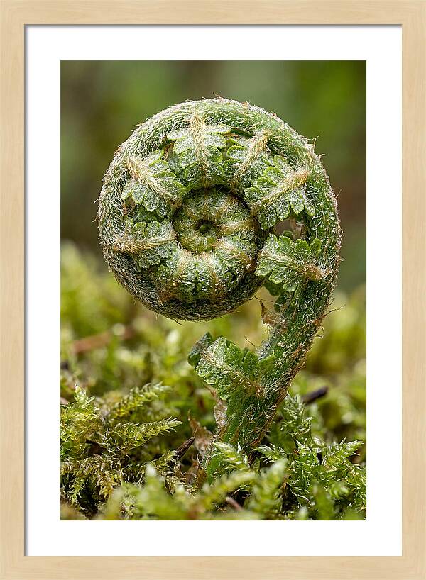 Fern Frond Unfurling