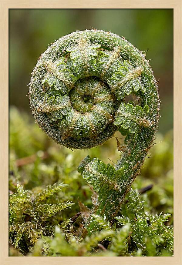 Fern Frond Unfurling
