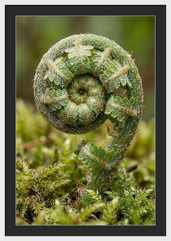 Fern Frond Unfurling
