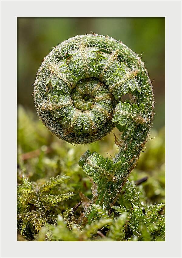 Fern Frond Unfurling