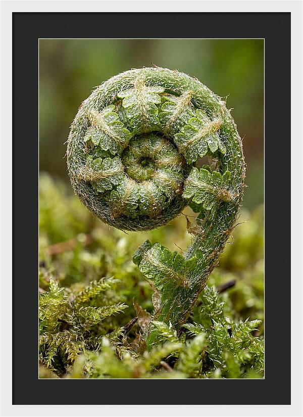 Fern Frond Unfurling
