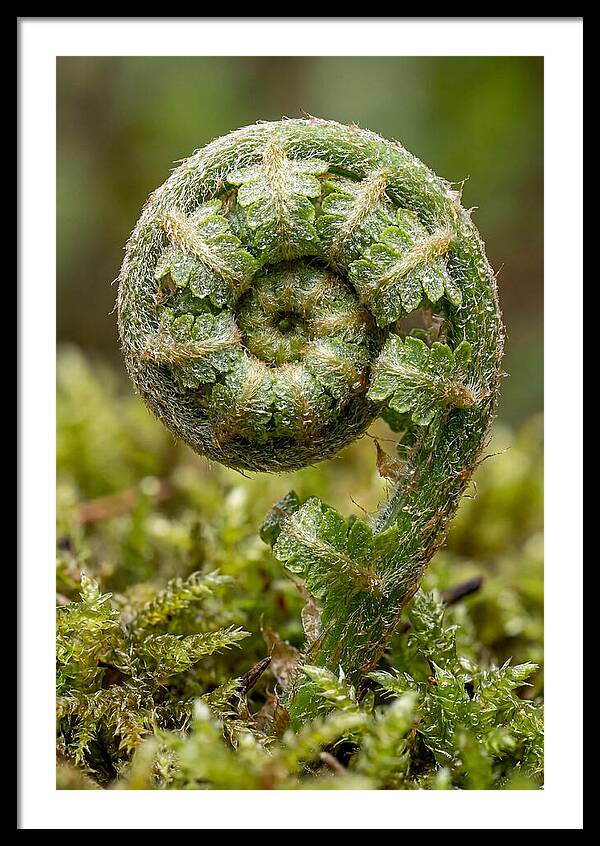Fern Frond Unfurling