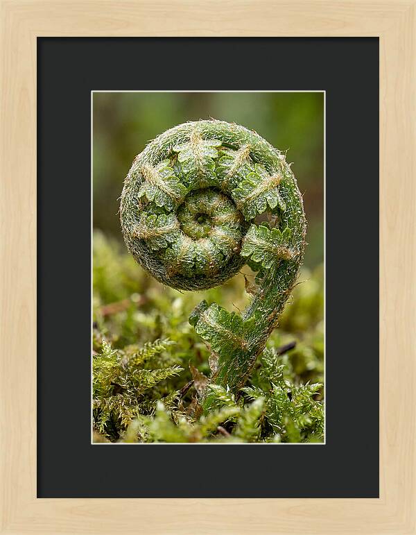 Fern Frond Unfurling