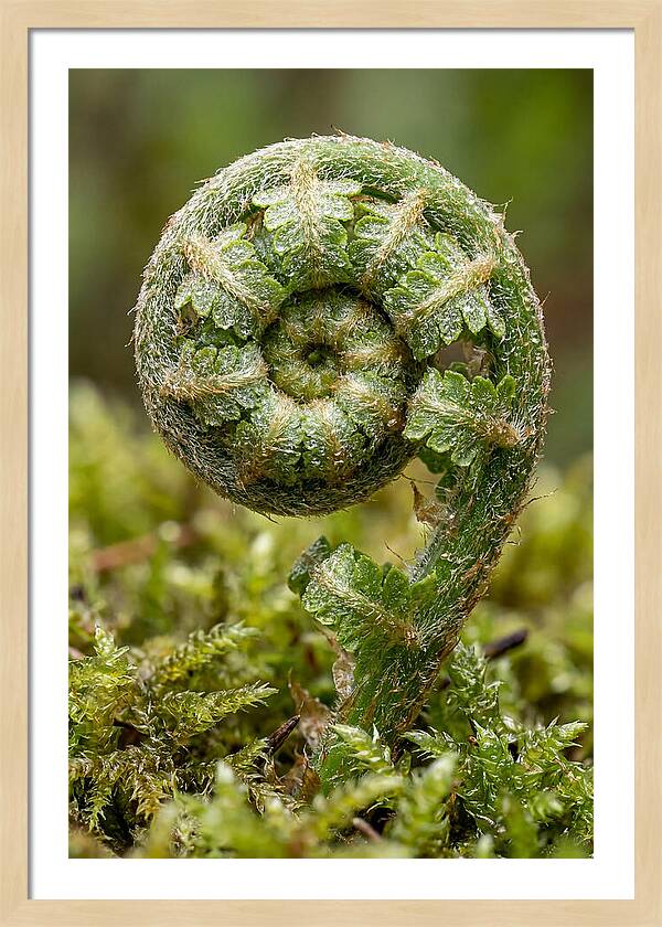 Fern Frond Unfurling