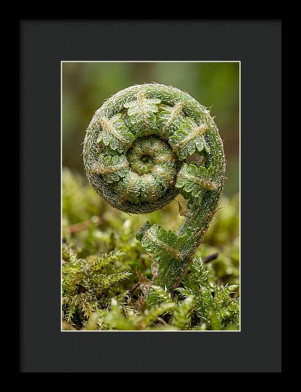 Fern Frond Unfurling