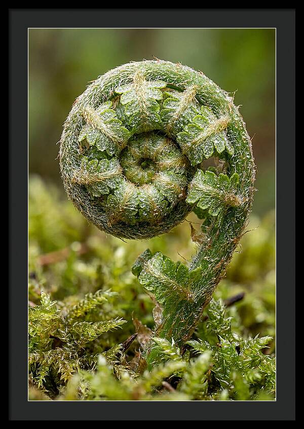 Fern Frond Unfurling