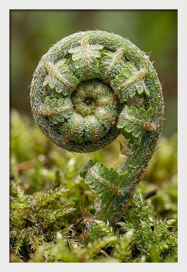 Fern Frond Unfurling