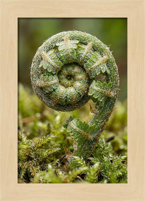 Fern Frond Unfurling