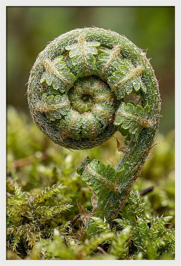 Fern Frond Unfurling