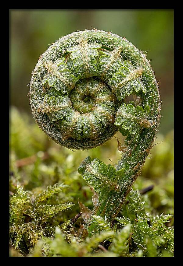 Fern Frond Unfurling