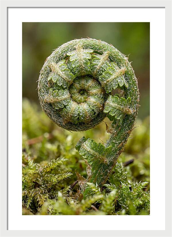 Fern Frond Unfurling