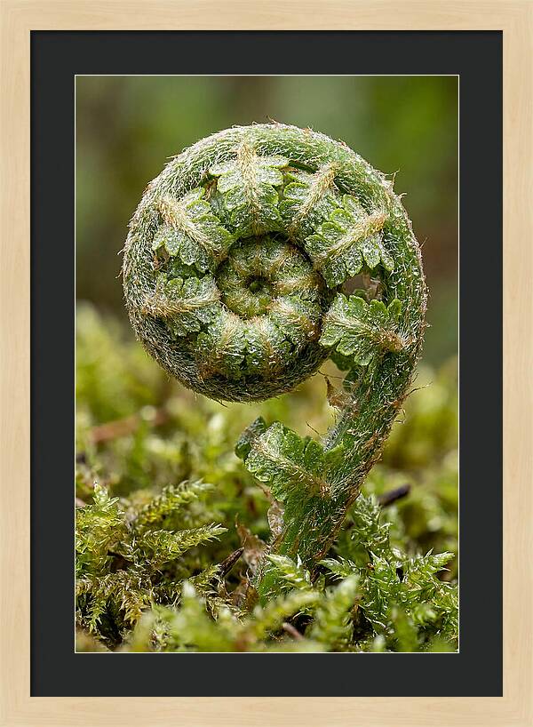 Fern Frond Unfurling