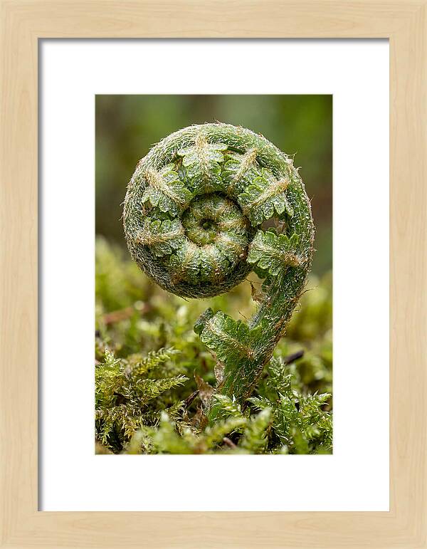 Fern Frond Unfurling