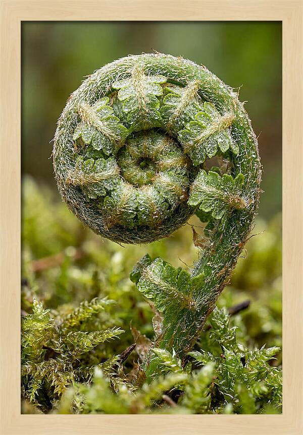 Fern Frond Unfurling
