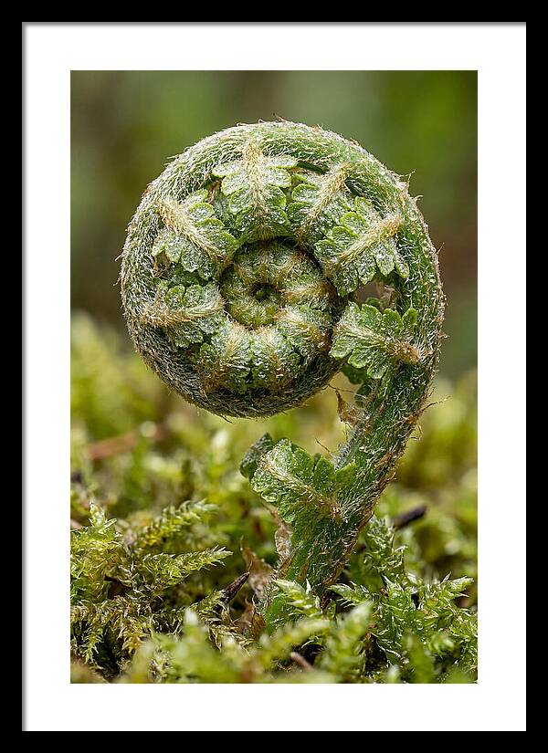 Fern Frond Unfurling