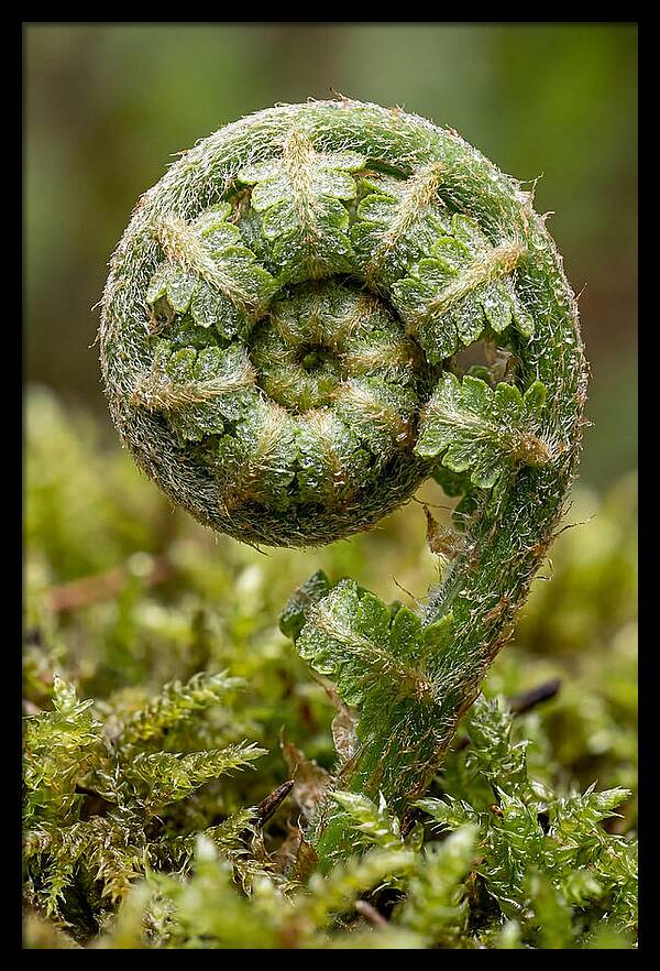 Fern Frond Unfurling