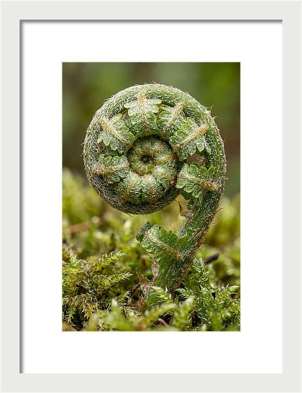 Fern Frond Unfurling