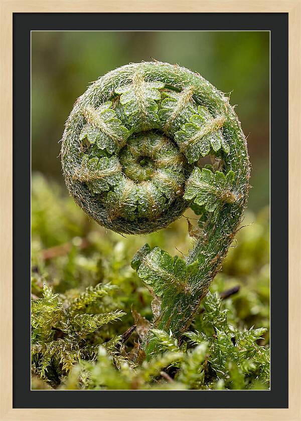 Fern Frond Unfurling