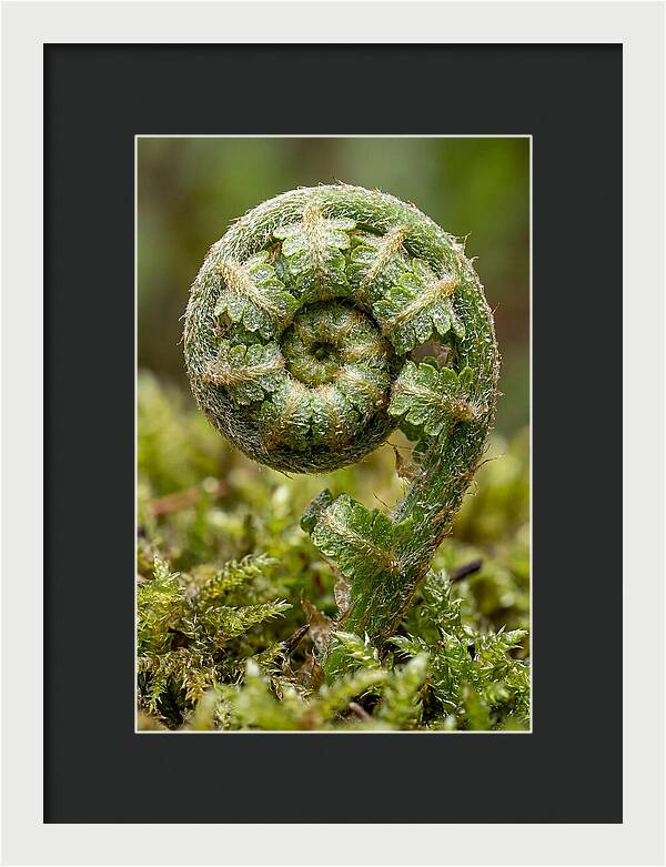 Fern Frond Unfurling