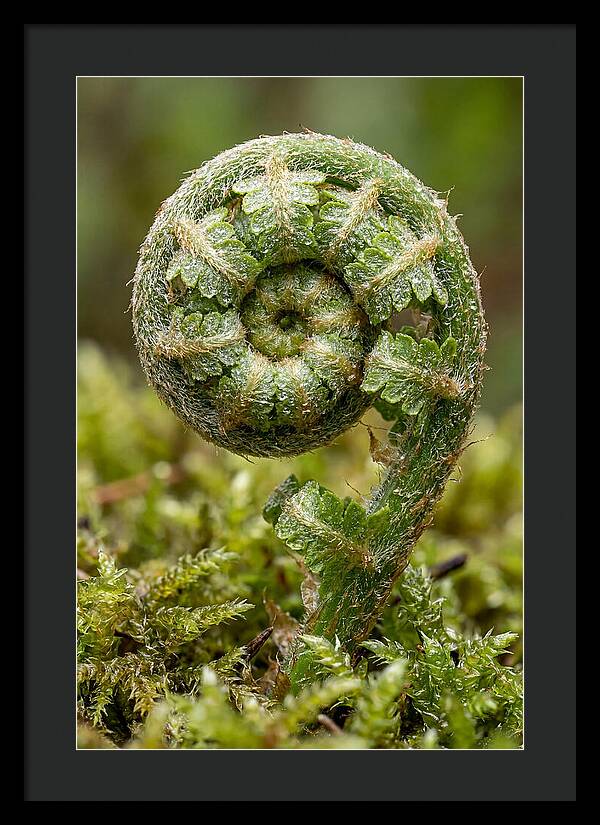 Fern Frond Unfurling