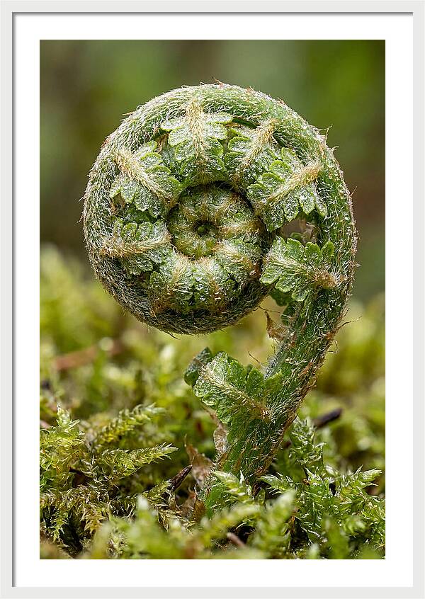 Fern Frond Unfurling