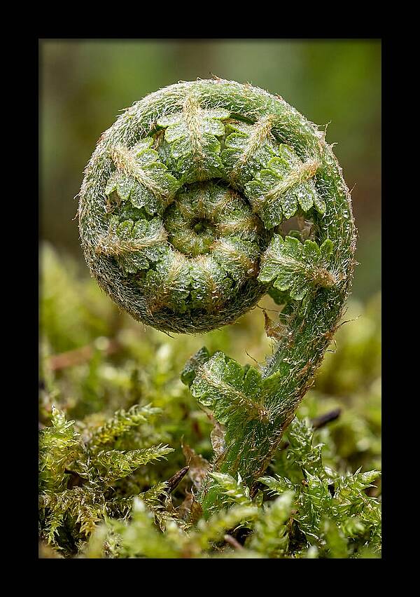 Fern Frond Unfurling