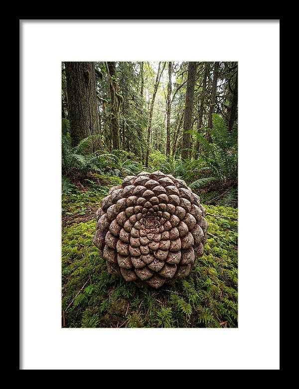 Fibonacci Spiral In Nature