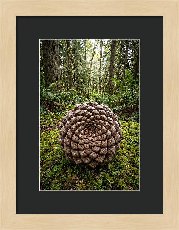 Fibonacci Spiral In Nature