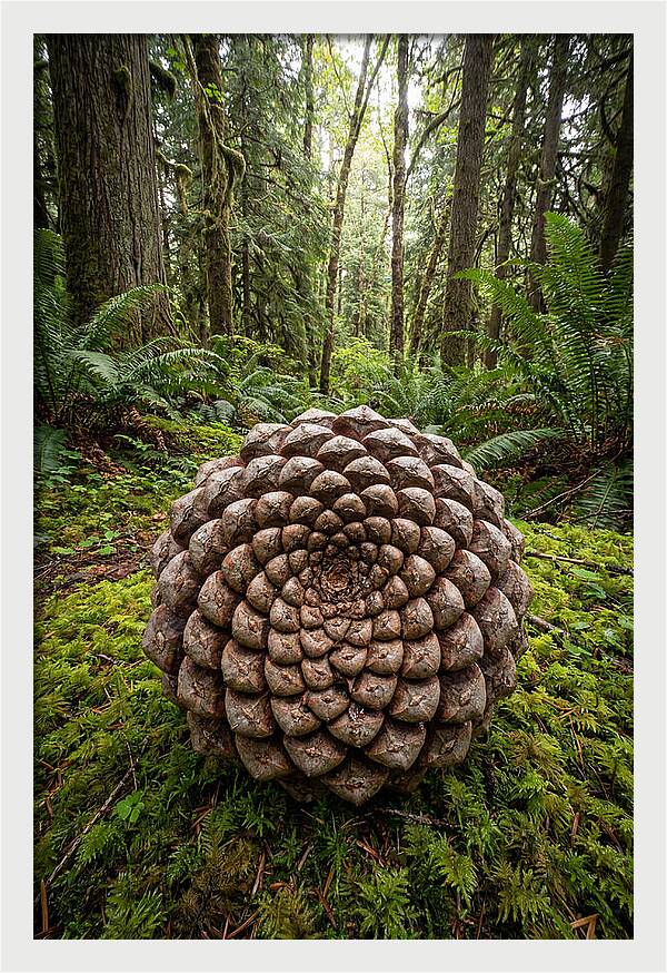 Fibonacci Spiral In Nature