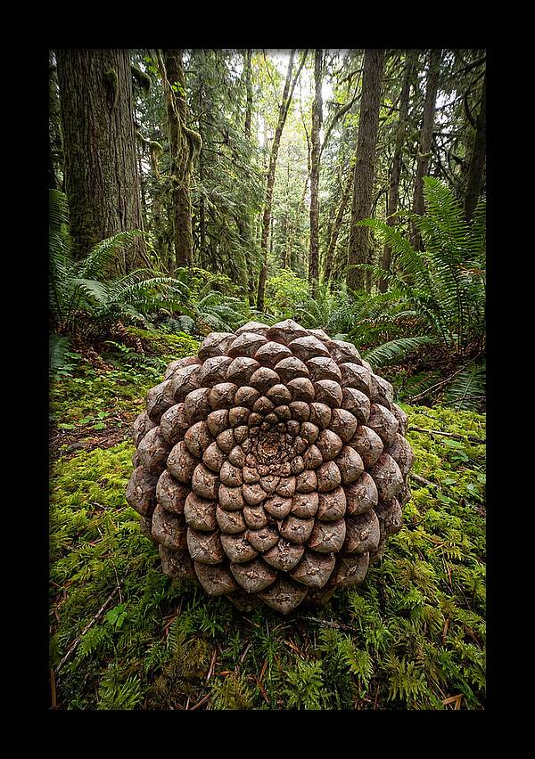 Fibonacci Spiral In Nature