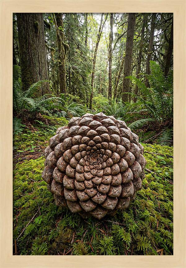 Fibonacci Spiral In Nature