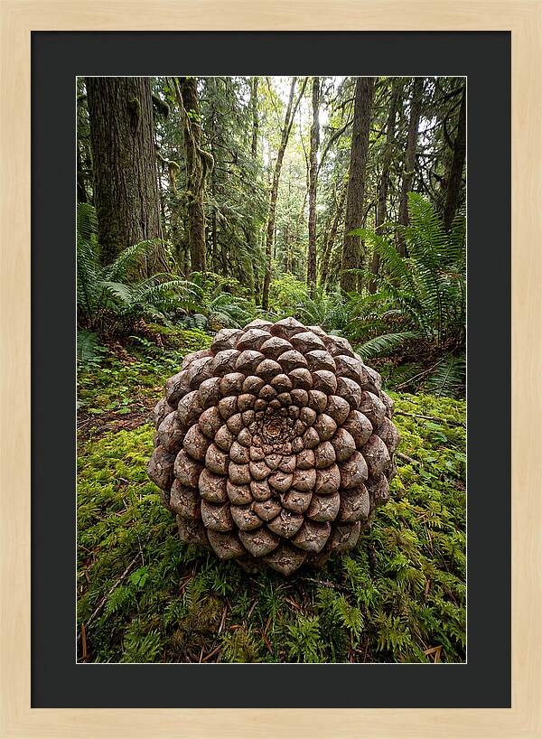 Fibonacci Spiral In Nature