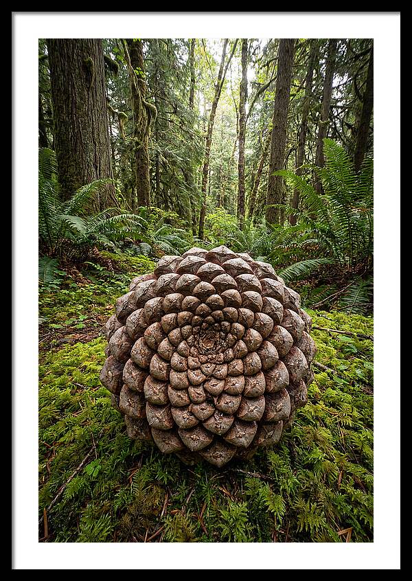 Fibonacci Spiral In Nature