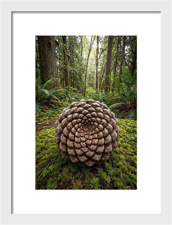 Fibonacci Spiral In Nature