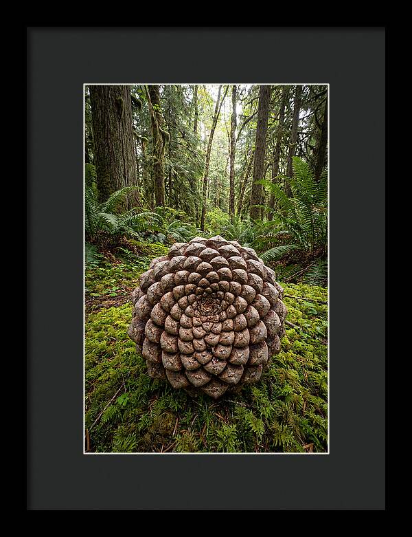 Fibonacci Spiral In Nature