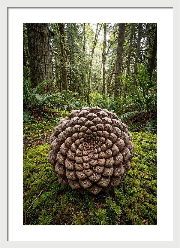 Fibonacci Spiral In Nature