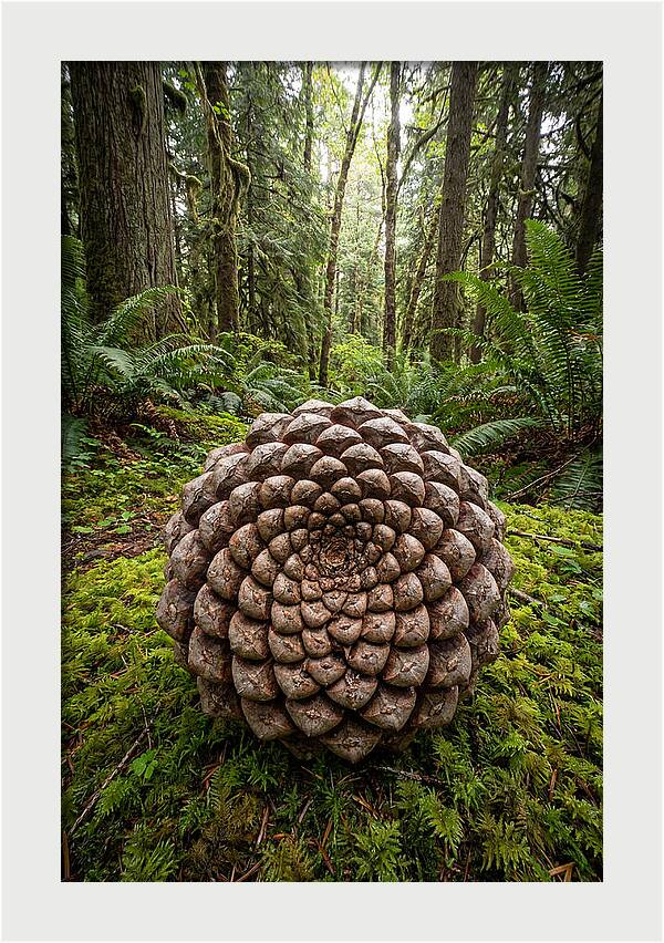 Fibonacci Spiral In Nature