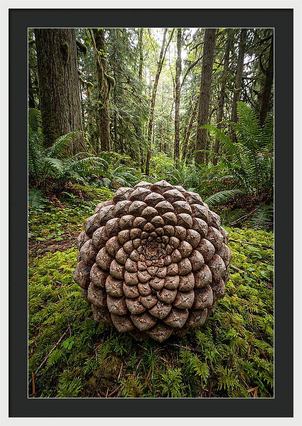 Fibonacci Spiral In Nature