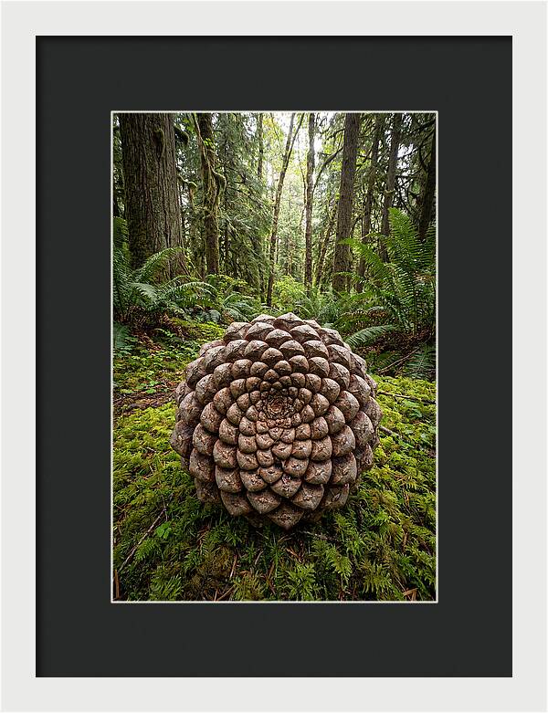 Fibonacci Spiral In Nature