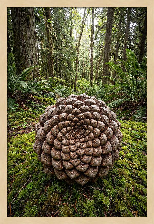 Fibonacci Spiral In Nature