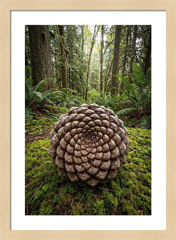 Fibonacci Spiral In Nature